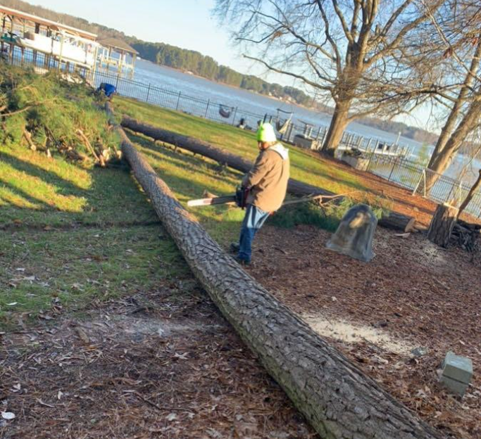 Tree Service Background