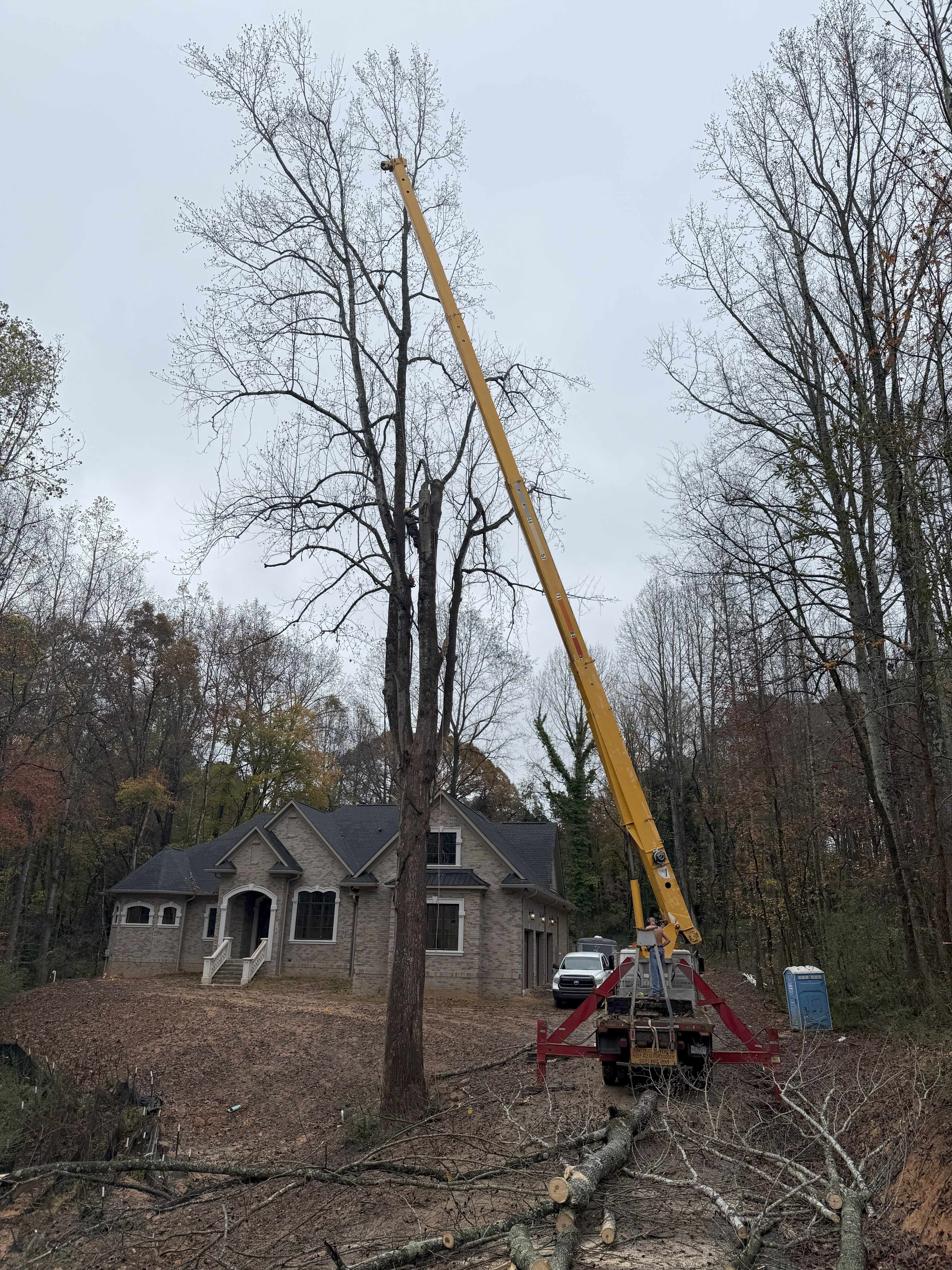 Tree Removal Project